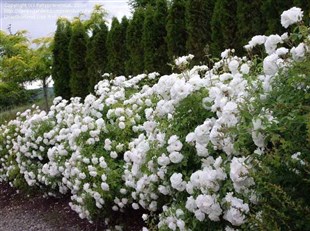 Les rosiers buissons pour créer des massifs : types, plantation