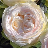 EXCALIBUR® Rosier English Legend